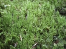 Ptilium crista-castrensis