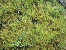 Ptilium crista-castrensis