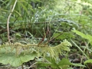 Ptilium crista-castrensis