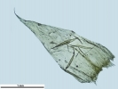 Ptilium crista-castrensis