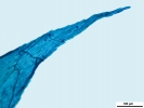 Ptilium crista-castrensis