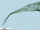 Ptilium crista-castrensis