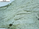 Ptilium crista-castrensis