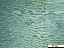 Ptilium crista-castrensis