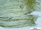 Ptilium crista-castrensis