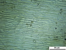 Ptilium crista-castrensis