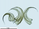 Ptilium crista-castrensis