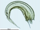 Ptilium crista-castrensis