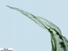 Ptilium crista-castrensis