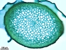Ptilium crista-castrensis