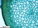 Ptilium crista-castrensis
