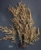 Pterobryella rigida