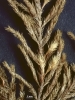 Pterobryella rigida