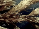 Pterobryella rigida