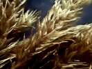 Pterobryella rigida