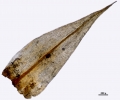Pterobryella rigida