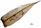 Pterobryella rigida
