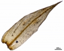 Pterobryella rigida