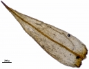 Pterobryella rigida