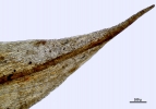 Pterobryella rigida