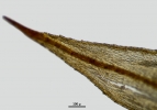Pterobryella rigida
