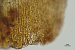 Pterobryella rigida