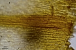 Pterobryella rigida