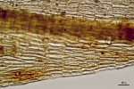 Pterobryella rigida