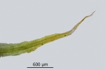 Diphyscium foliosum