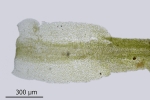Diphyscium foliosum