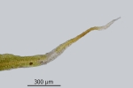 Diphyscium foliosum