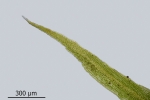 Diphyscium foliosum