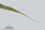 Diphyscium foliosum