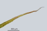 Diphyscium foliosum