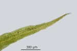 Diphyscium foliosum
