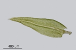 Aulacomnium androgynum