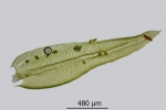 Aulacomnium androgynum