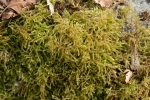 Eurhynchium striatum