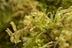 Eurhynchium striatum