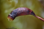 Eurhynchium striatum