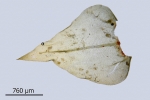 Eurhynchium striatum