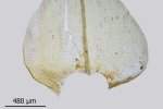 Eurhynchium striatum