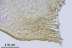 Eurhynchium striatum