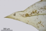 Eurhynchium striatum