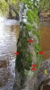 Orthotrichum rivulare