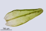 Orthotrichum rivulare