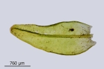 Orthotrichum rivulare