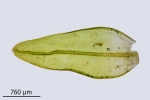 Orthotrichum rivulare