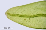 Orthotrichum rivulare