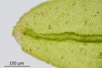 Orthotrichum rivulare